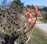 Aloe rhodesiana