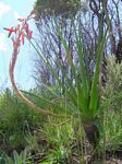 Aloe rhodesiana