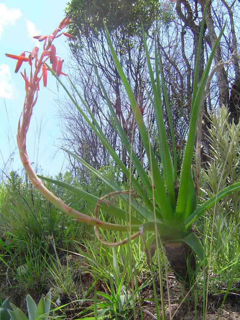 Aloe rhodesiana