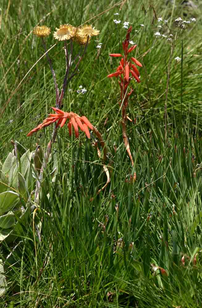 Aloe rhodesiana