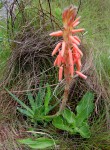 Aloe rhodesiana