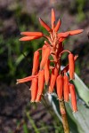 Aloe rhodesiana