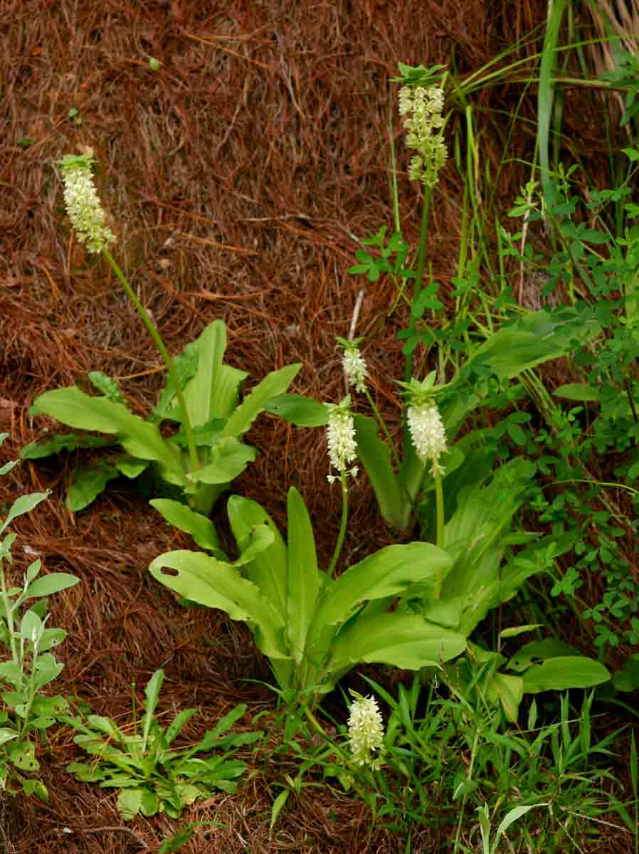 Eucomis autumnalis