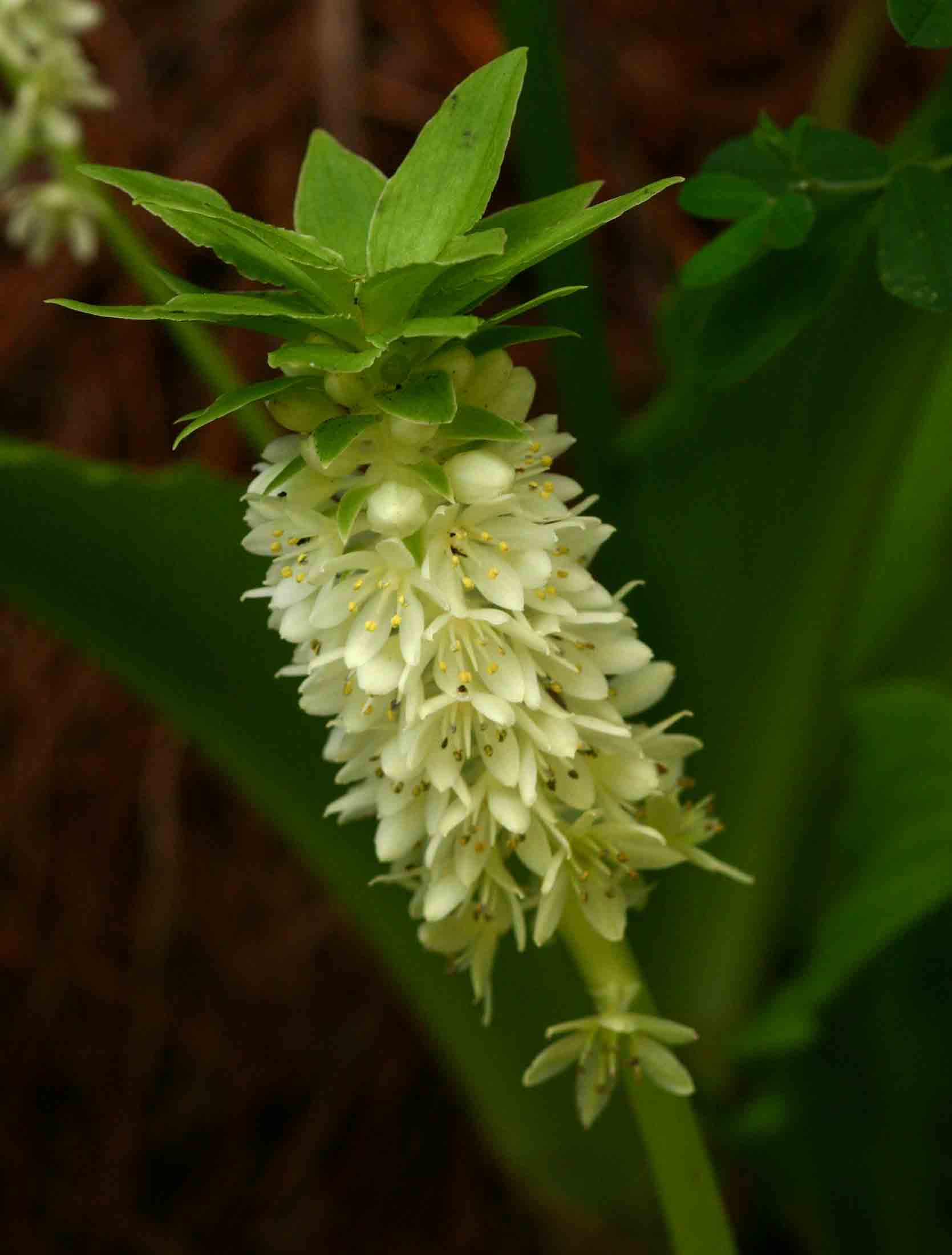 Eucomis autumnalis