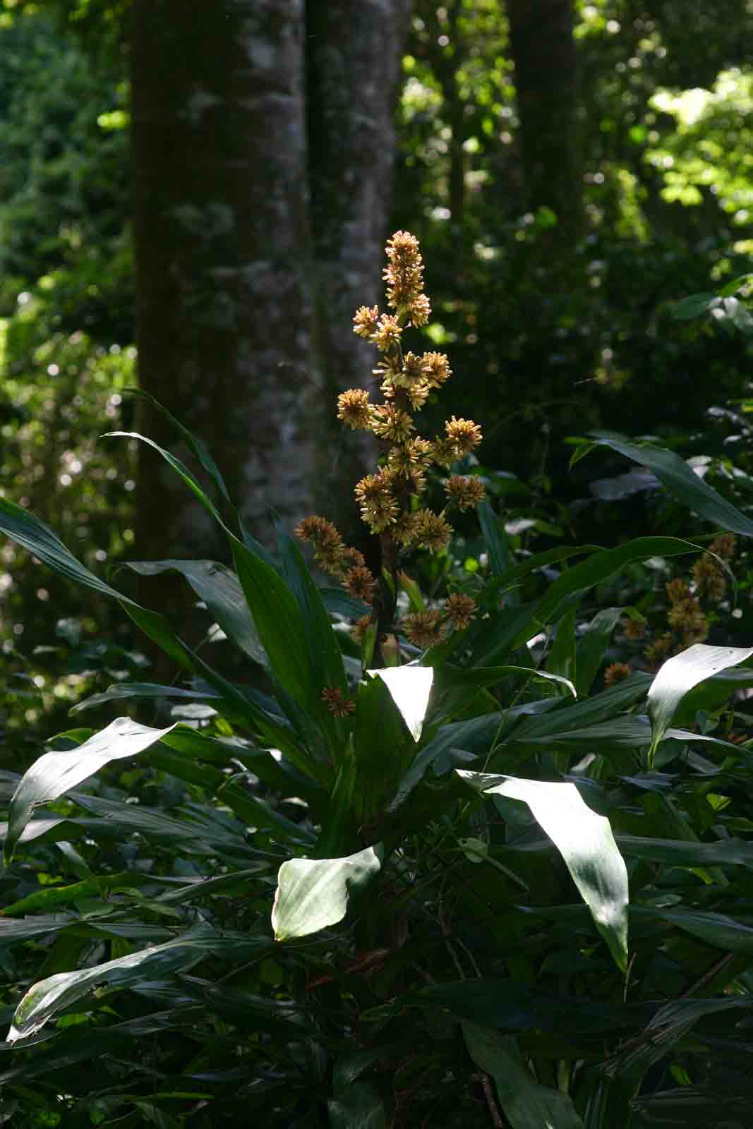 Dracaena fragrans