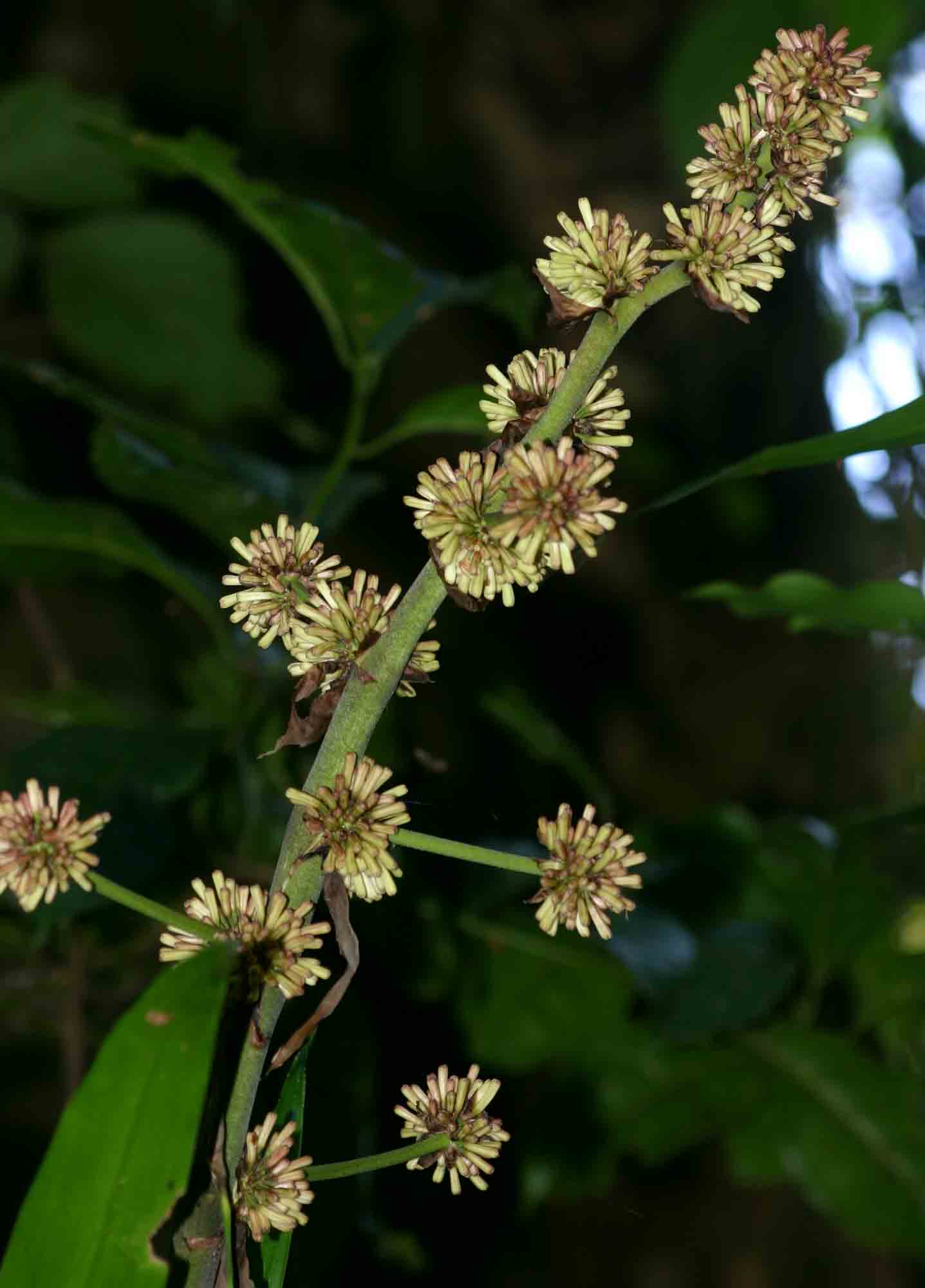 Dracaena fragrans