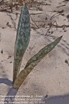 Sansevieria hyacinthoides