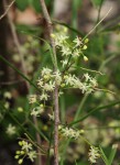 Asparagus falcatus var. falcatus