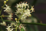 Asparagus falcatus var. falcatus