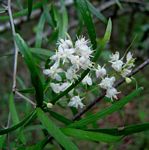 Asparagus falcatus var. falcatus