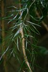 Asparagus falcatus var. falcatus