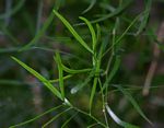 Asparagus falcatus var. falcatus