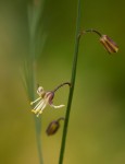 Asparagus virgatus