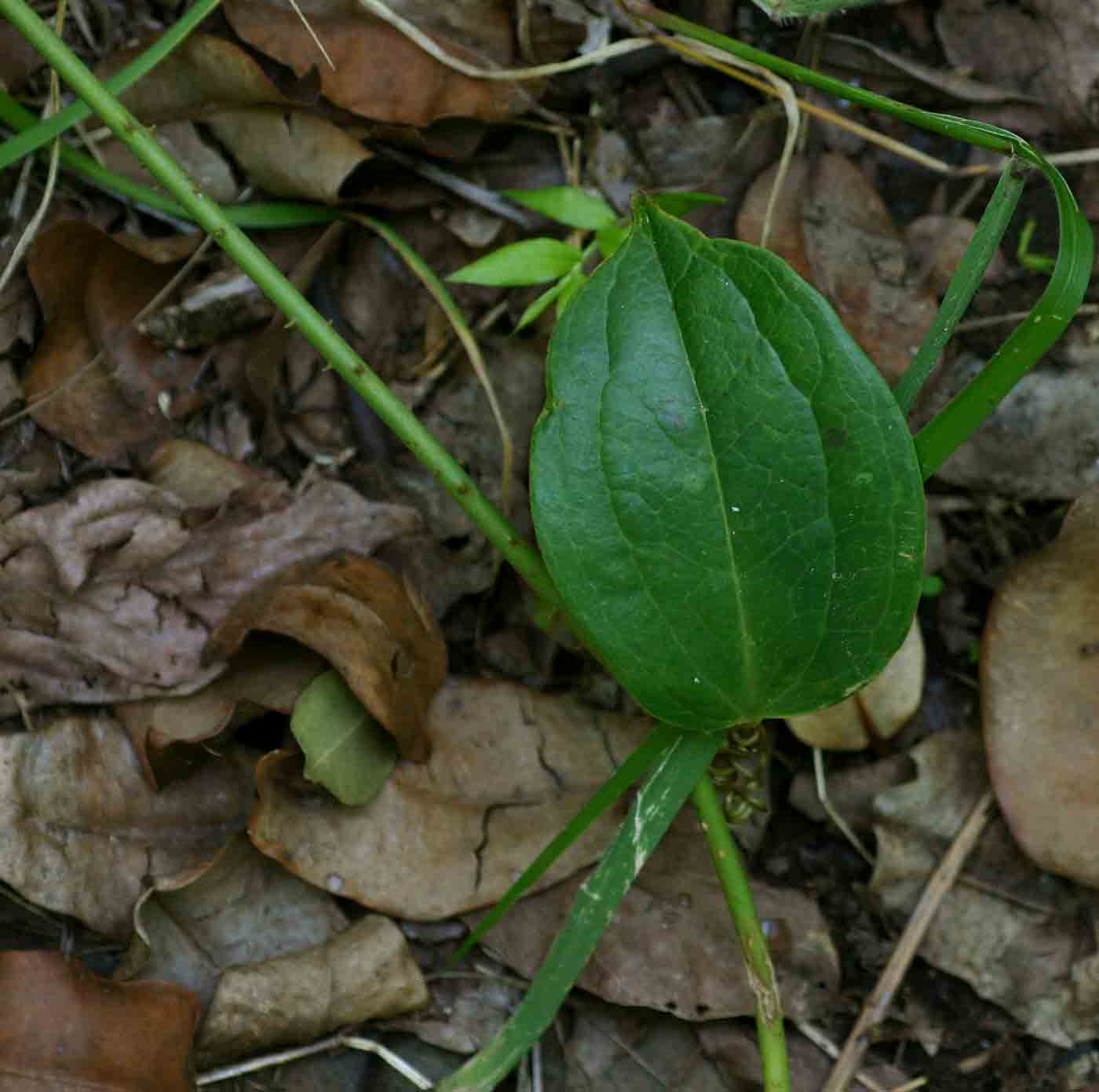 Smilax anceps