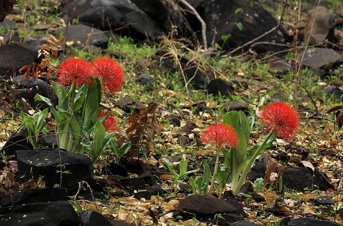 Scadoxus multiflorus subsp. multiflorus