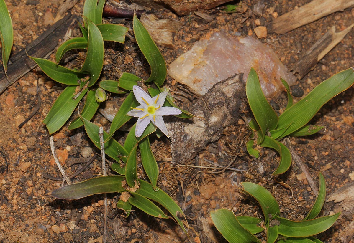 Xerophyta humilis