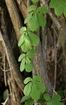 Dioscorea quartiniana