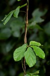 Dioscorea quartiniana