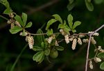 Dioscorea quartiniana