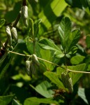 Dioscorea quartiniana