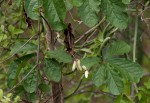 Dioscorea quartiniana