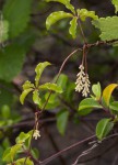 Dioscorea quartiniana