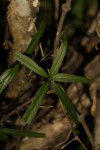 Dioscorea quartiniana