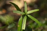 Dioscorea quartiniana