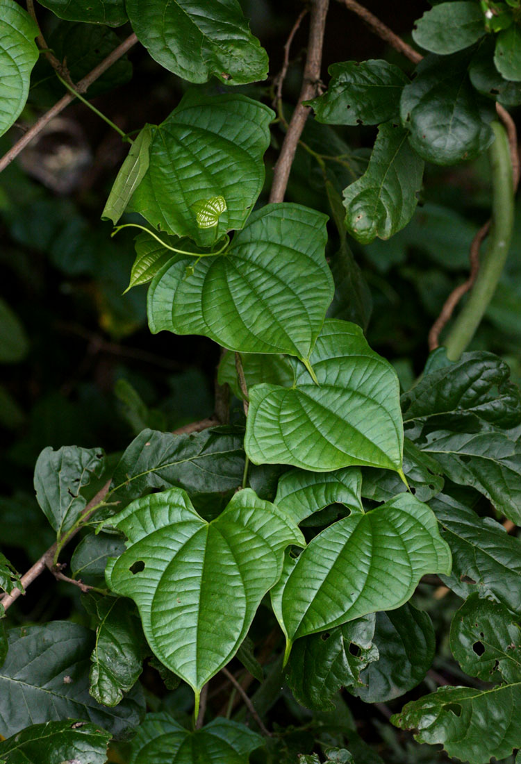 Dioscorea sansibarensis