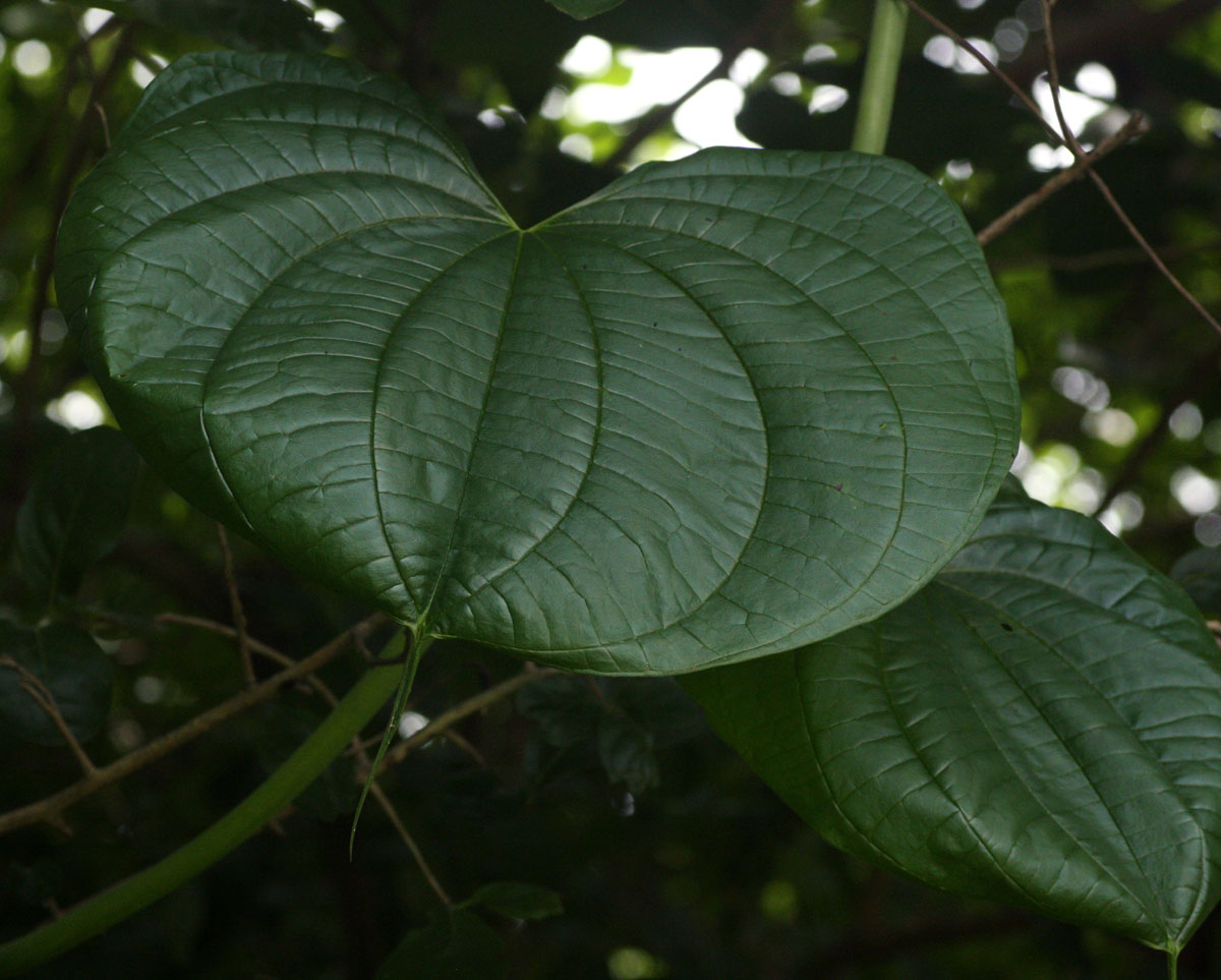 Dioscorea sansibarensis