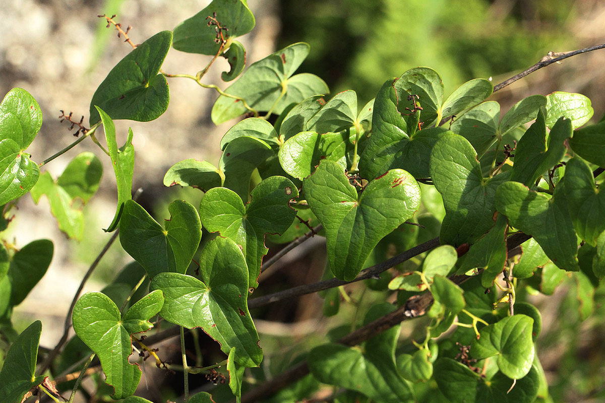 Dioscorea sylvatica