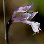 Gladiolus unguiculatus