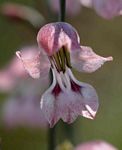 Gladiolus unguiculatus