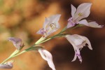 Gladiolus unguiculatus