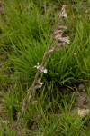 Gladiolus unguiculatus