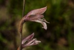 Gladiolus unguiculatus