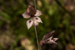 Gladiolus unguiculatus