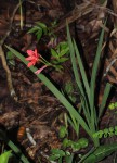 Freesia grandiflora subsp. grandiflora