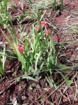 Freesia grandiflora subsp. grandiflora