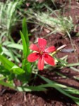 Freesia grandiflora subsp. grandiflora