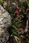 Freesia grandiflora subsp. grandiflora