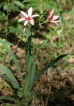 Freesia grandiflora subsp. grandiflora