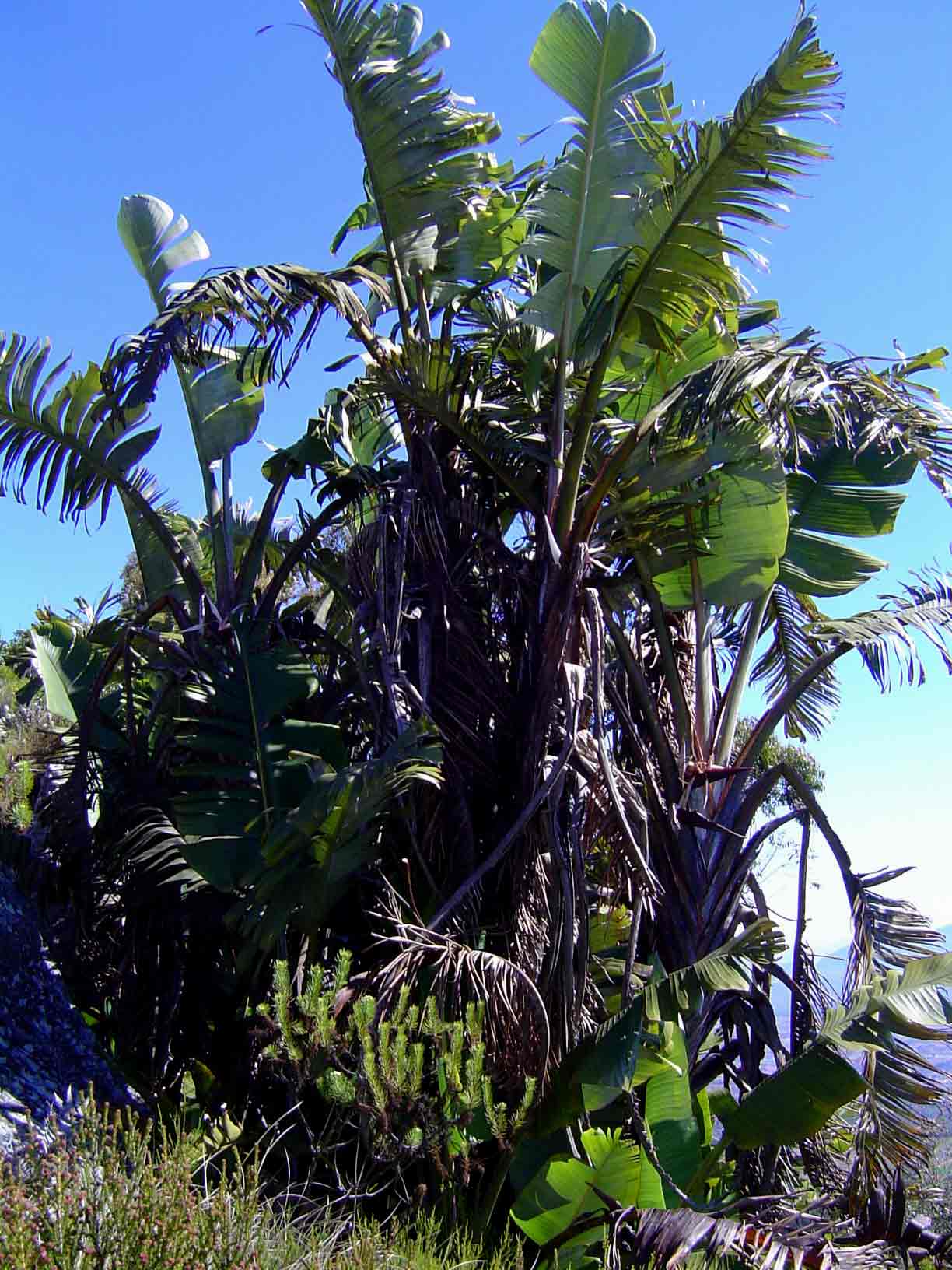 Strelitzia caudata