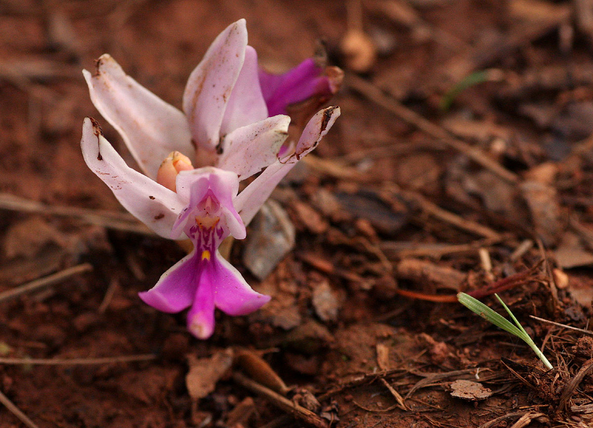 Brachycorythis lastii