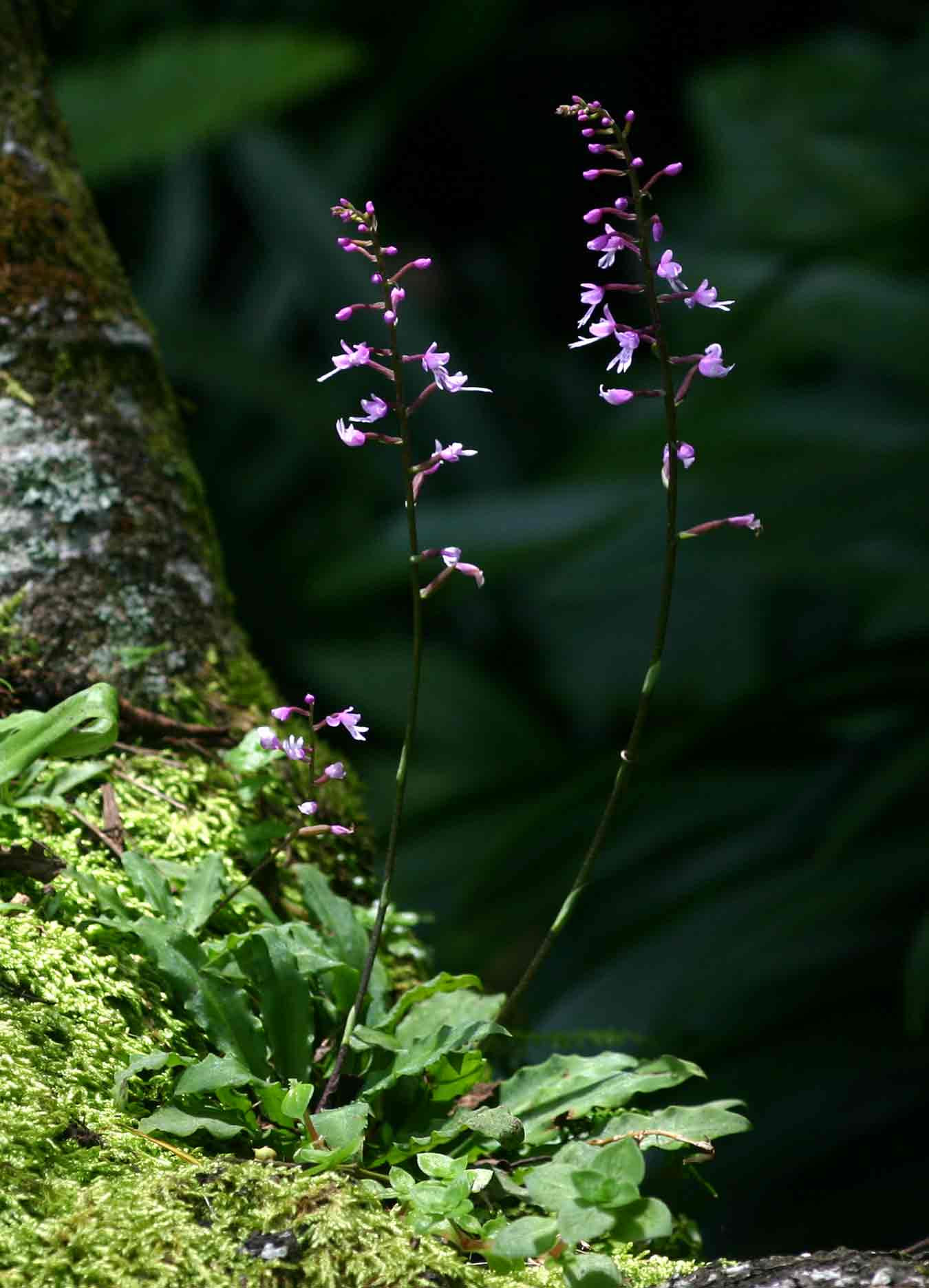 Stenoglottis zambesiaca