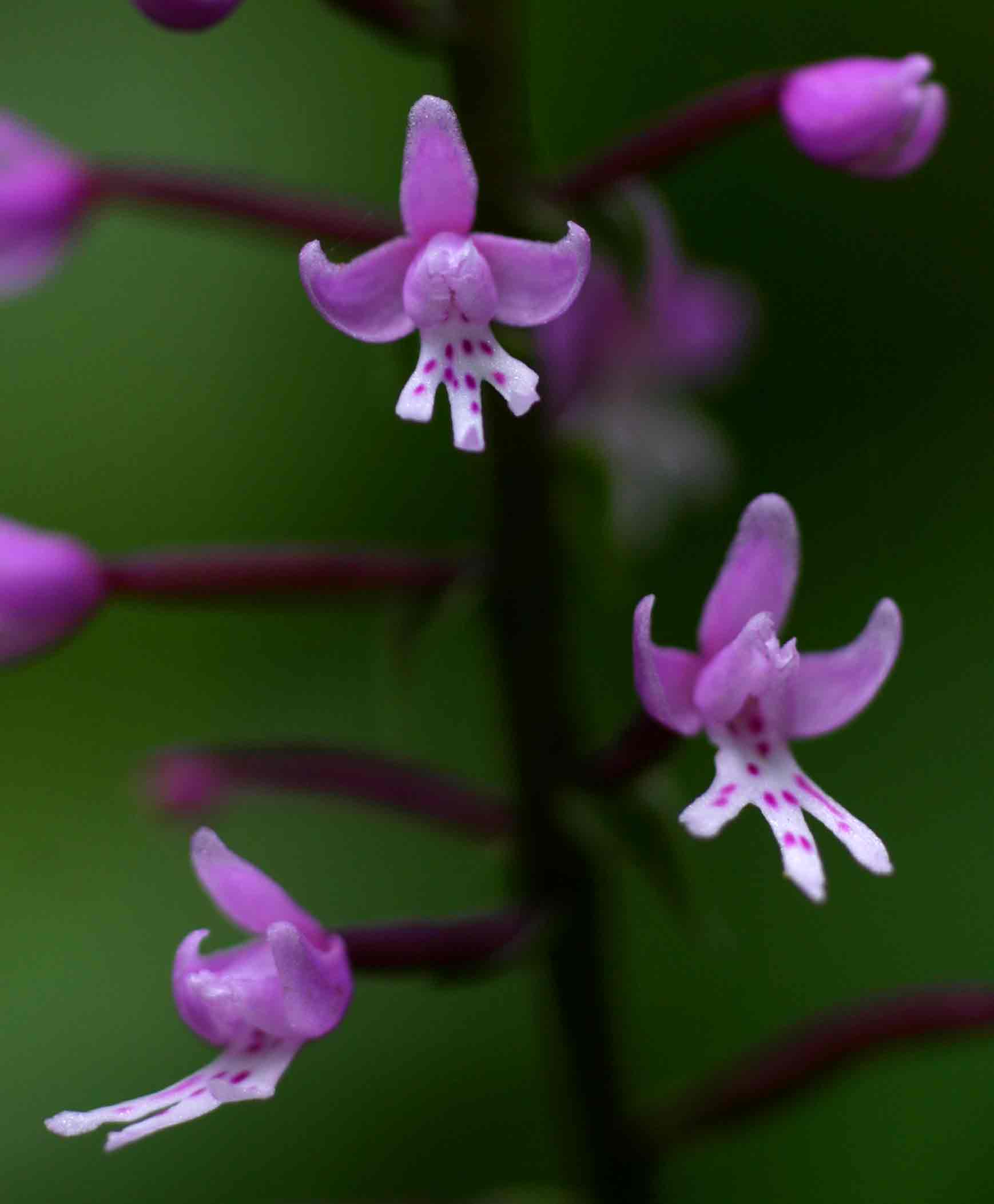 Stenoglottis zambesiaca