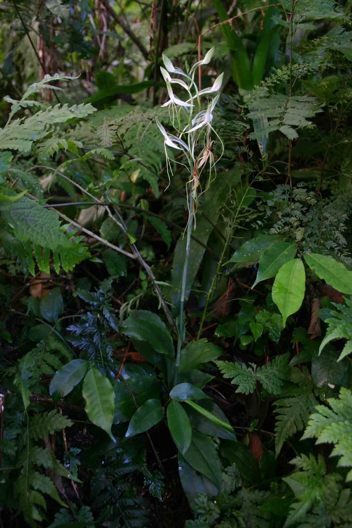 Habenaria macrandra