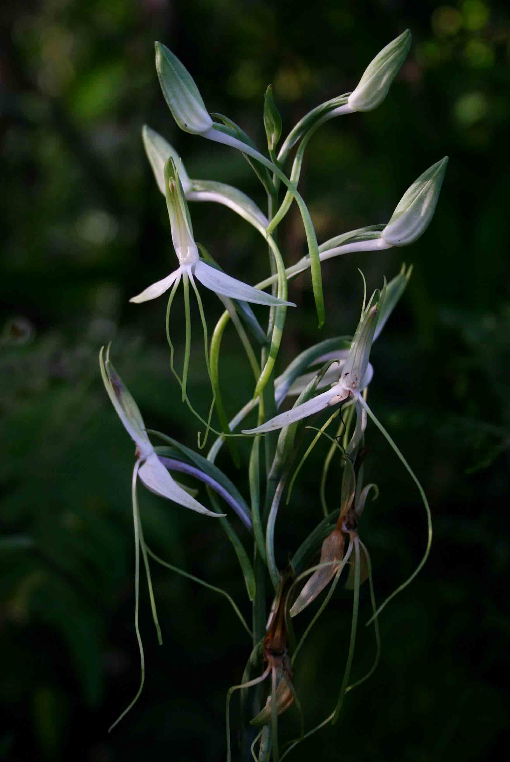 Habenaria macrandra