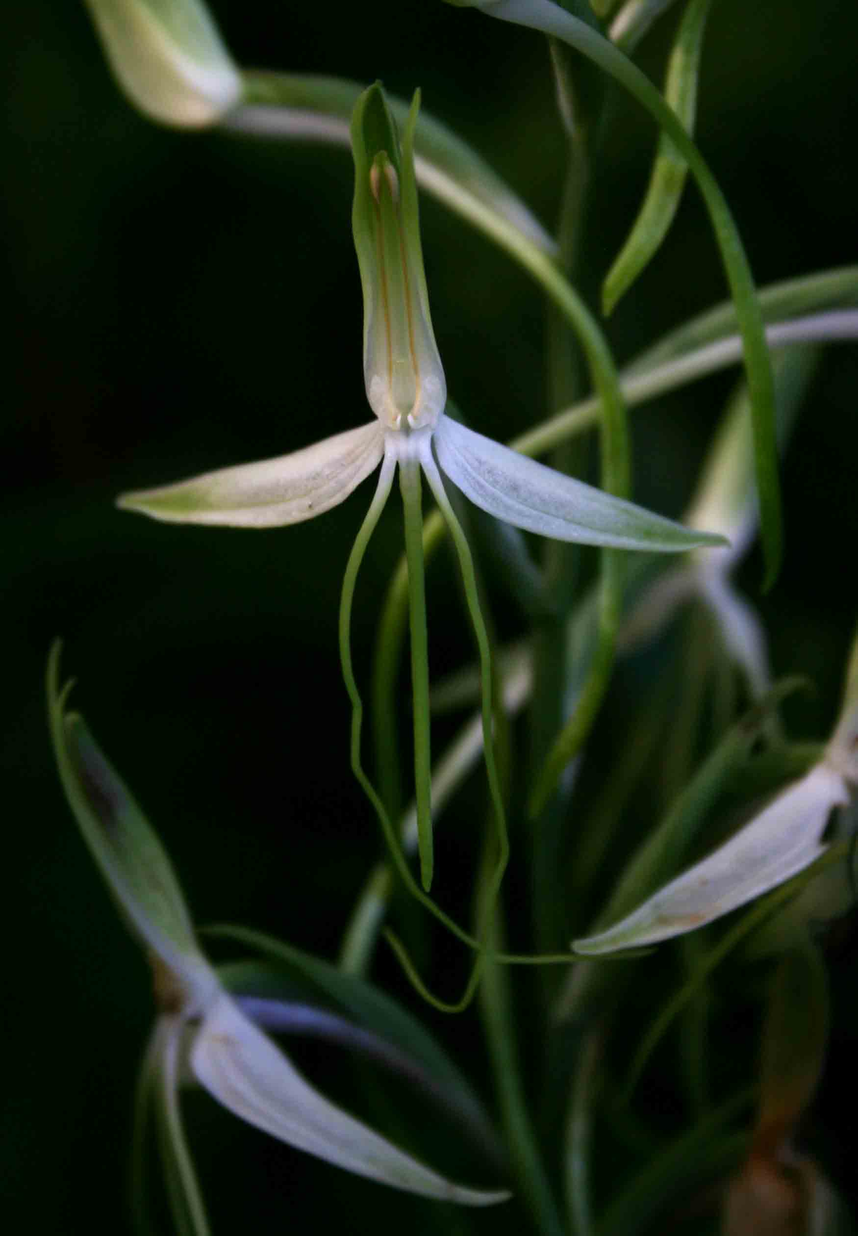 Habenaria macrandra