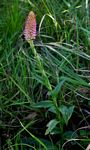 Disa fragrans subsp. fragrans